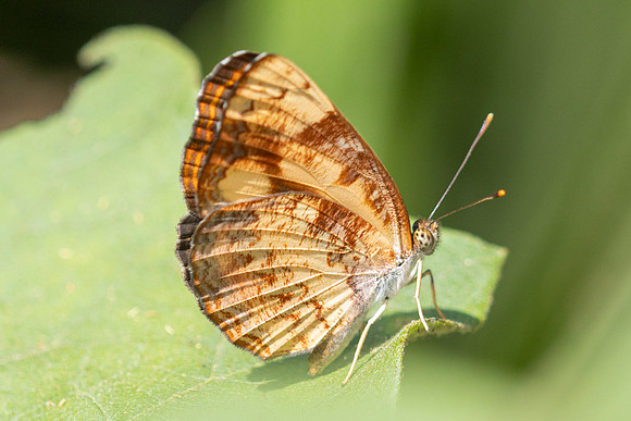Pantoporia sandaka-5 - Doi Suthep 1180m - 01/03/26