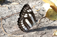 Phaedyma columella ♀- - Doi Suthep 468 - 28/02/26