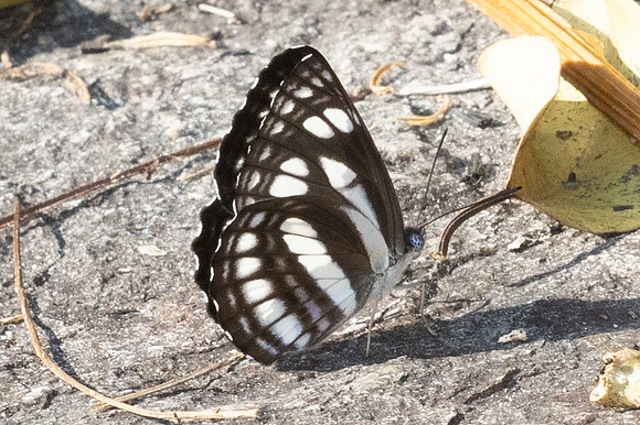 Phaedyma columella ♀- - Doi Suthep 468 - 28/02/26