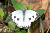 Pieris canidia-2879 - mae Kampong waterfall - 18/02/26