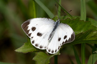 Pieris candida-2953 - Doi Suthep 1180m - 19/02/26