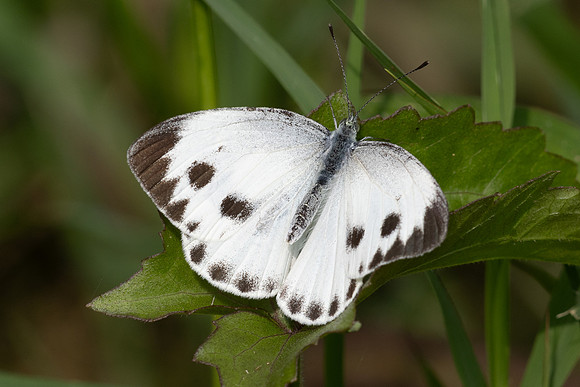 Pieris candida-2953 - Doi Suthep 1180m - 19/02/26