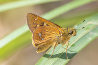 Polytremis discreta- - Doi Suthep 1180m - 01/03/26