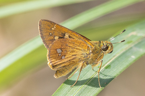 Polytremis discreta- - Doi Suthep 1180m - 01/03/26