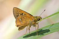 Polytremis discreta--27 - Doi Suthep 1180m - 01/03/26