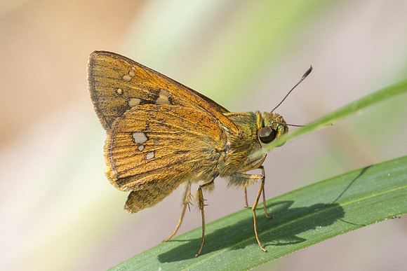 Polytremis discreta--27 - Doi Suthep 1180m - 01/03/26
