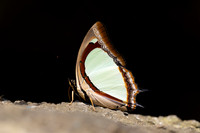 Polyura jalysus- - Doi Suthep 720m - 17/02/26