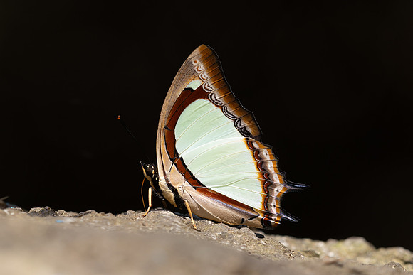 Polyura jalysus- - Doi Suthep 720m - 17/02/26