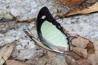 Polyura jalysus--18 - Doi Suthep - 16/02/26