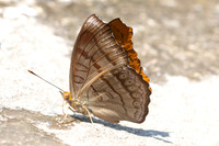 Pseudergolis wedah--3 - Doi-Suthep 720m - 17/02/26
