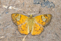 Pseudocoladenia fatua--26 - Doi Suthep 1180m - 1/03/26