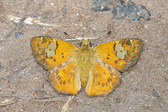 Pseudocoladenia fatua--26 - Doi Suthep 1180m - 1/03/26