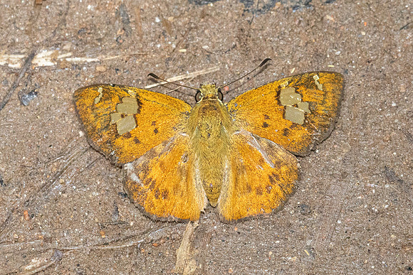 Pseudocoladenia fatua--41 - Doi Suthep 1180m - 1/03/26