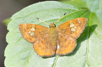 Pseudocoladenia fabia-2760 - Mae Kampong waterfall - 18/02/26