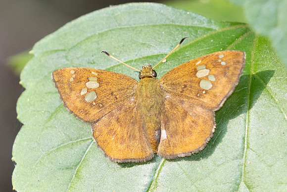 Pseudocoladenia fabia-2760 - Mae Kampong waterfall - 18/02/26
