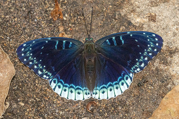 Stibochiona nicea- - Doi Suthep 1180m - 1/03/26