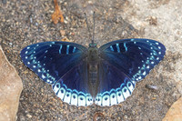 Stibochiona nicea--18 - Doi Suthep 1180m - 1/03/26