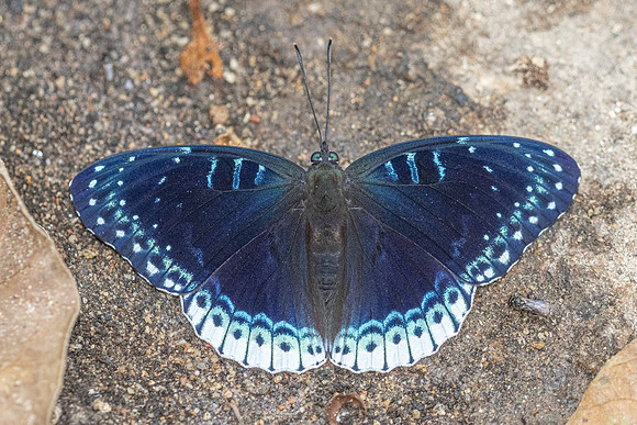 Stibochiona nicea--18 - Doi Suthep 1180m - 1/03/26
