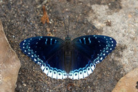 Stibochiona nicea--15 - Doi Suthep 1180m - 1/03/26