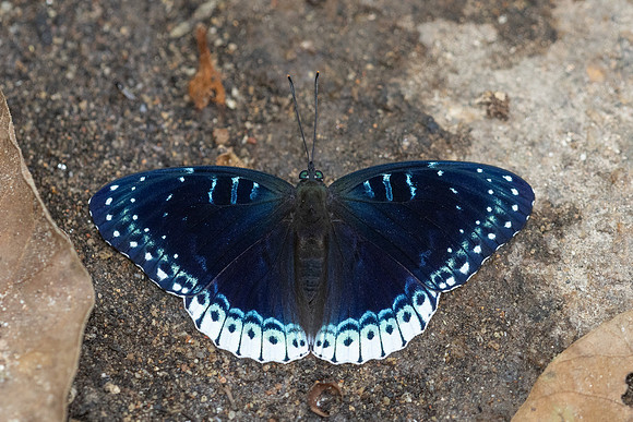 Stibochiona nicea--15 - Doi Suthep 1180m - 1/03/26