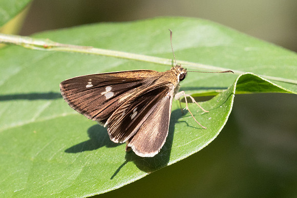 Suada swerga--2 - Doi Suthep 468m - 28/02/26