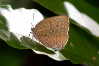 Arhopala sp--50 - Chulabhorn 10 (565 m) - 3/02/26