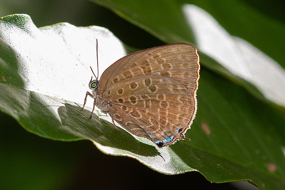 Arhopala sp--50 - Chulabhorn 10 (565 m) - 3/02/26