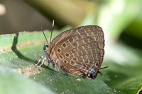 Arhopala sp-6462- Chulabhorn 10  (565 m) - 3/02/26
