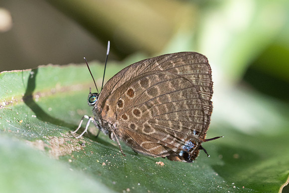 Arhopala sp-6462- Chulabhorn 10  (565 m) - 3/02/26