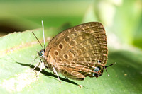 Arhopala sp-6455- Chulabhorn 10 (565 m) - 3/02/26