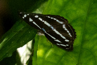 Athyma kanwa--3- Chulabhorn 10 (565 m) - 1/02/26