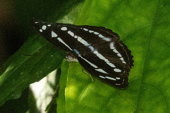Athyma kanwa--3- Chulabhorn 10 (565 m) - 1/02/26