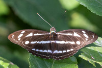 Athyma kanwa--9- Chulabhorn 10 (565 m) - 1/02/26