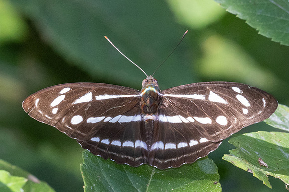 Athyma kanwa--9- Chulabhorn 10 (565 m) - 1/02/26
