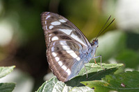 Athyma kanwa--11 - Chulabhorn 10 (565 m) - 1/02/26