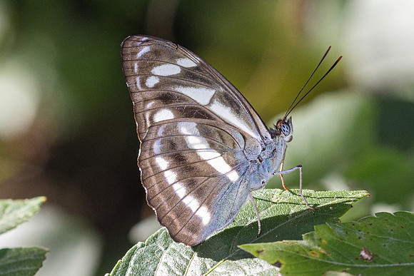 Athyma kanwa--11 - Chulabhorn 10 (565 m) - 1/02/26