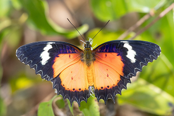 Cethosia hypsea--24- Chulabhorn 10 (565 m) - 29/01/26