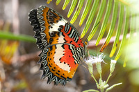 Cethosia hypsea--25- Chulabhorn 10 (565 m) - 29/01/26