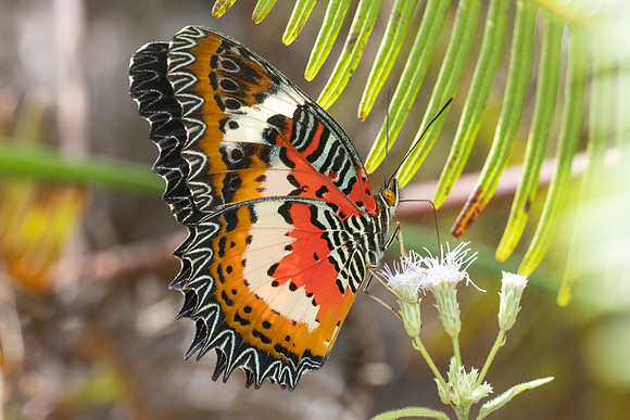 Cethosia hypsea--25- Chulabhorn 10 (565 m) - 29/01/26