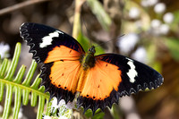 Cethosia hypsea-- Chulabhorn 10 (565 m) - 29/01/26