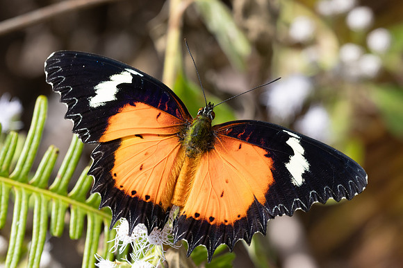 Cethosia hypsea-- Chulabhorn 10 (565 m) - 29/01/26