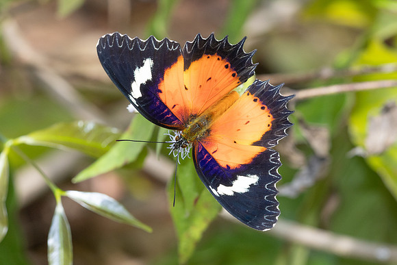 Cethosia hypsea--27- Chulabhorn 10 (565 m) - 29/01/26