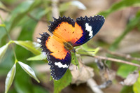 Cethosia hypsea--26- Chulabhorn 10 (565 m) - 29/01/26