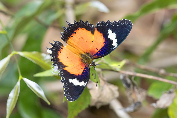 Cethosia hypsea--26- Chulabhorn 10 (565 m) - 29/01/26