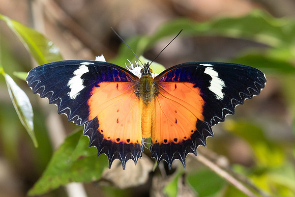 Cethosia hypsea--28- Chulabhorn 10 (565 m) - 29/01/26