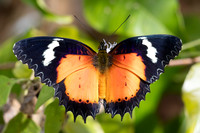 Cethosia hypsea--32- Chulabhorn 10 (565 m) - 29/01/26