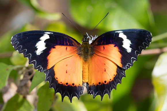 Cethosia hypsea--32- Chulabhorn 10 (565 m) - 29/01/26
