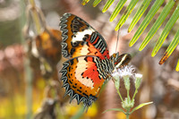 Cethosia hypsea--29- Chulabhorn 10 (565 m) - 29/01/26