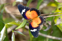Cethosia hypsea--37- Chulabhorn 10 (565 m) - 29/01/26