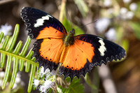 Cethosia hypsea--41- Chulabhorn 10 (565 m) - 29/01/26